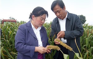 長(zhǎng)治市常務(wù)副市長(zhǎng)許霞在沁州黃基地調(diào)研